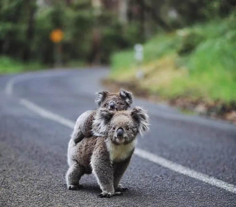 Great Ocean Road: Best Scenic Drive & 12 Apostles Tour