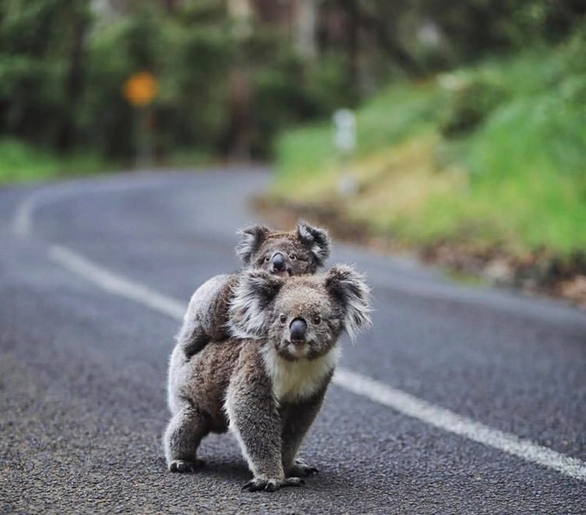 Great Ocean Road: Best Scenic Drive & 12 Apostles Tour