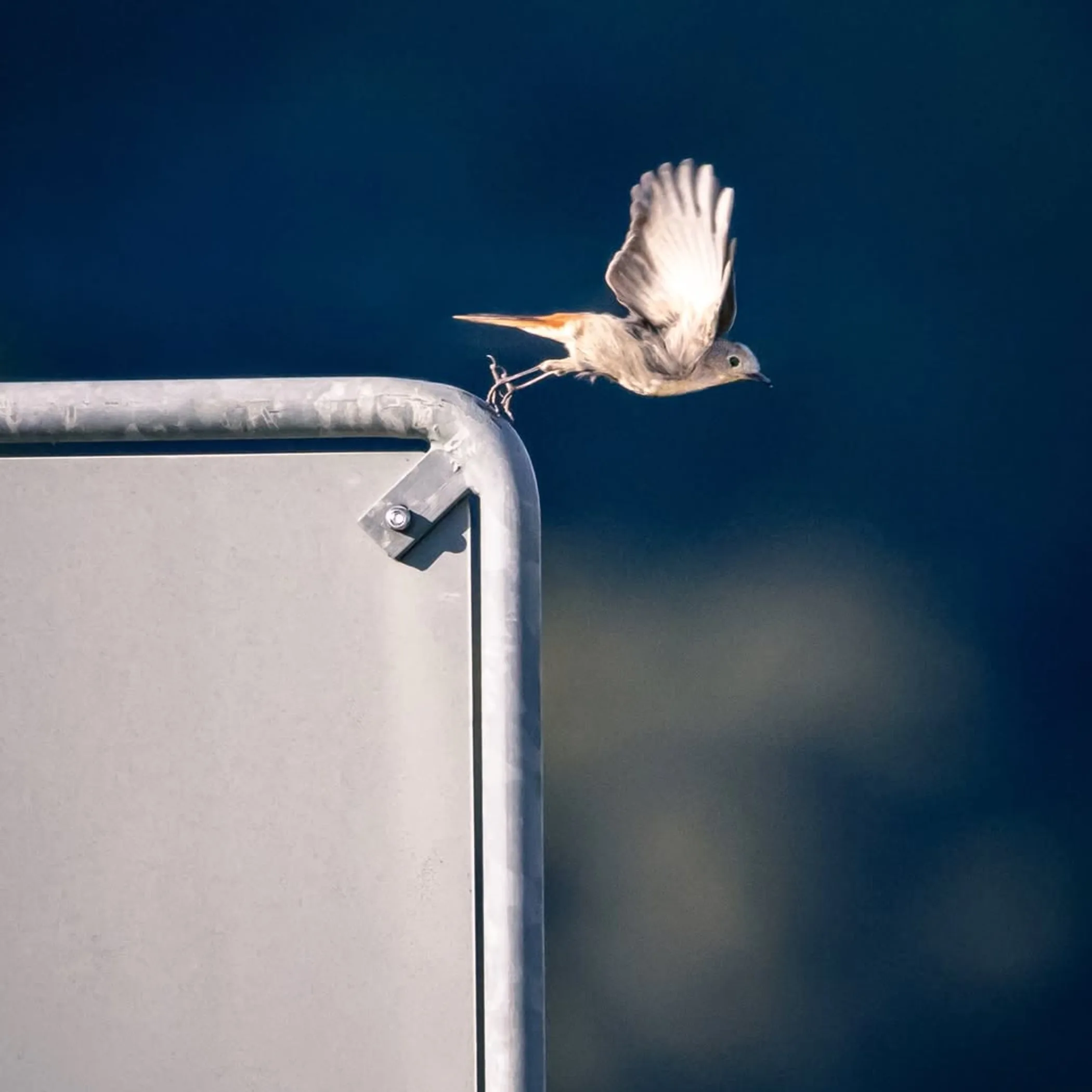 bird in flight over wetlands