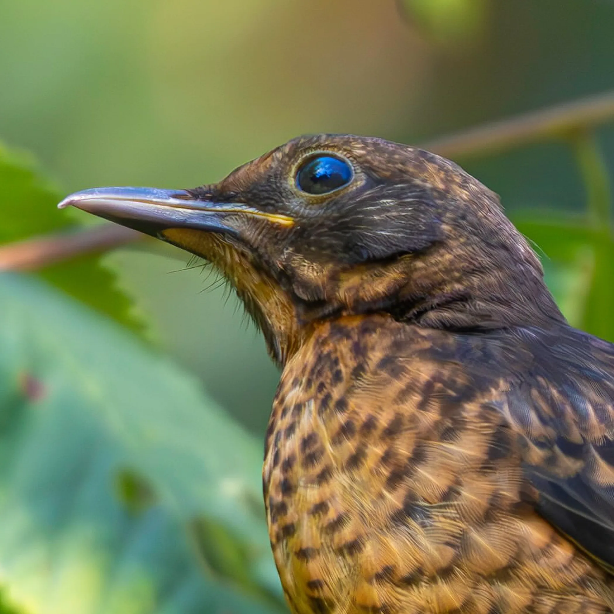 close-up of a colorful bird perched