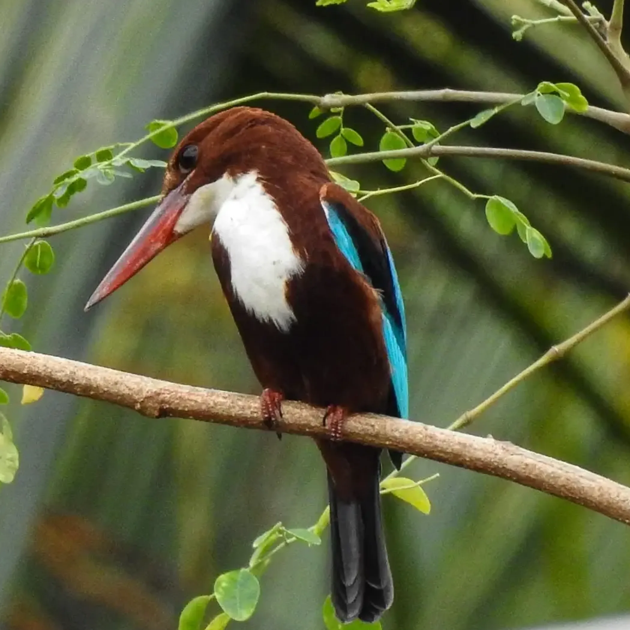 bird perched in kakadu wetlands