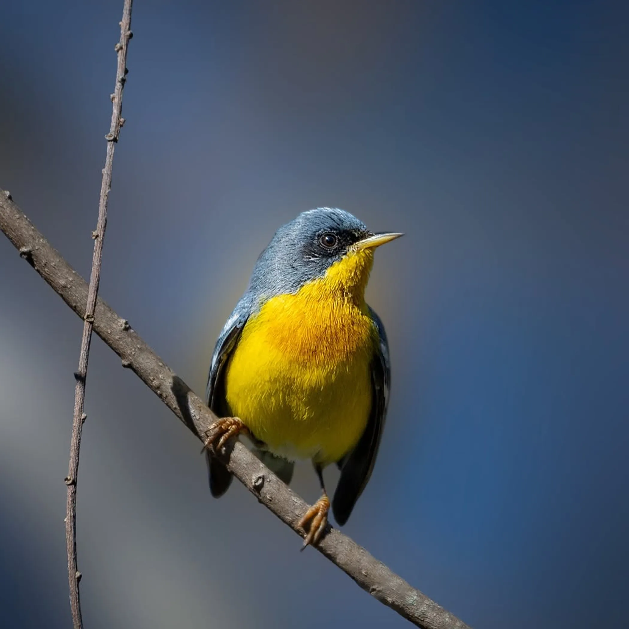 close-up of colorful bird in wetlands