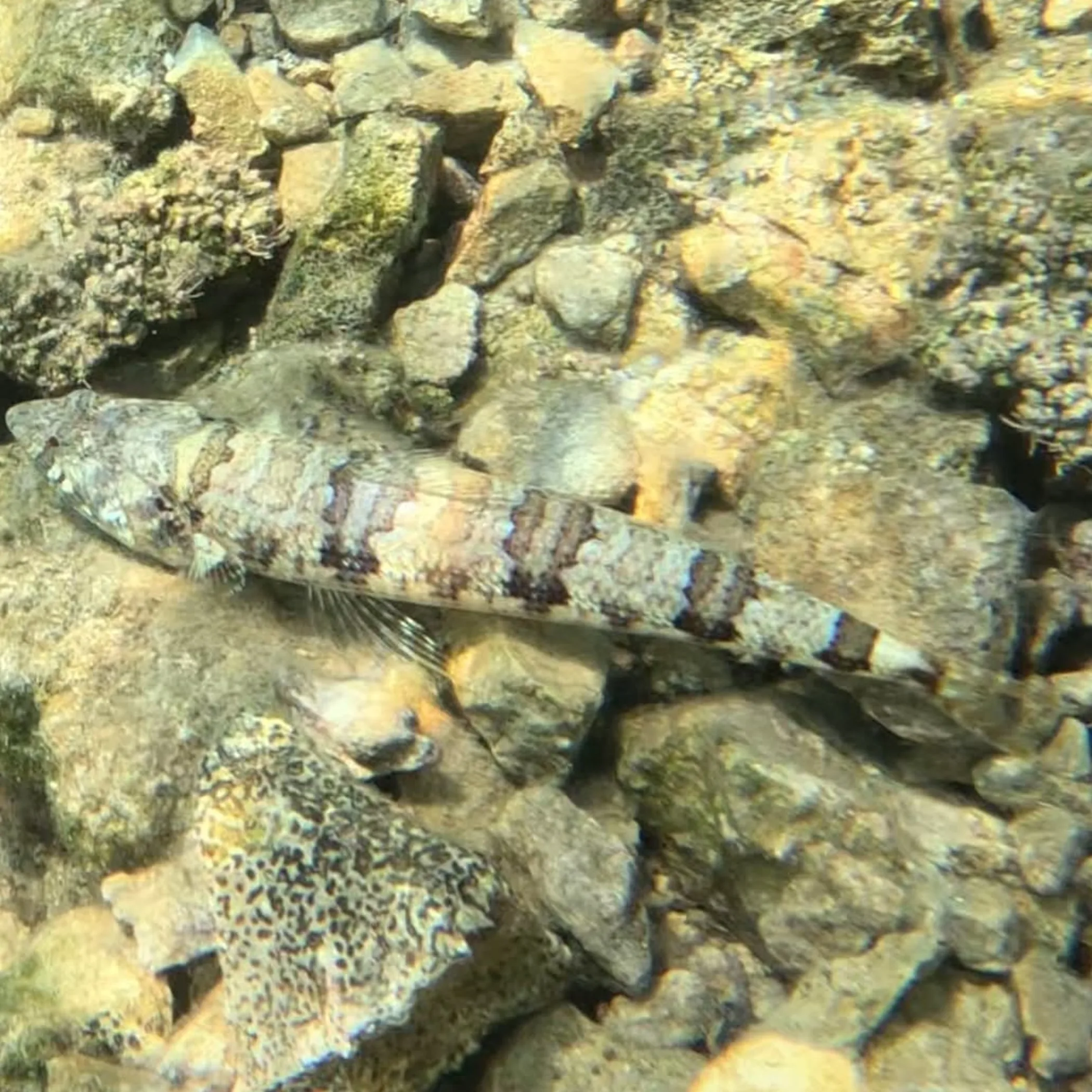 clear coral reef with fish