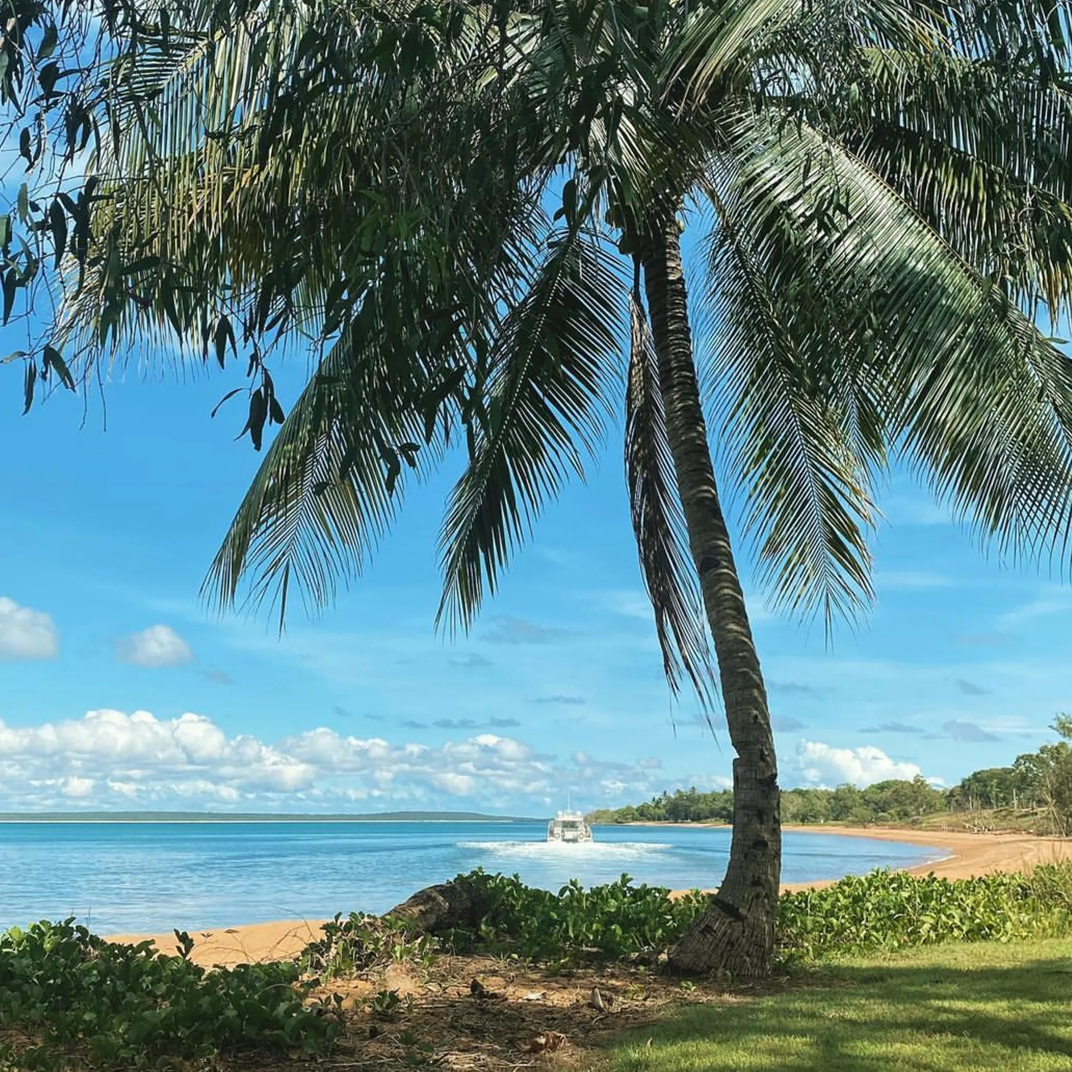 tropical beach with palm trees