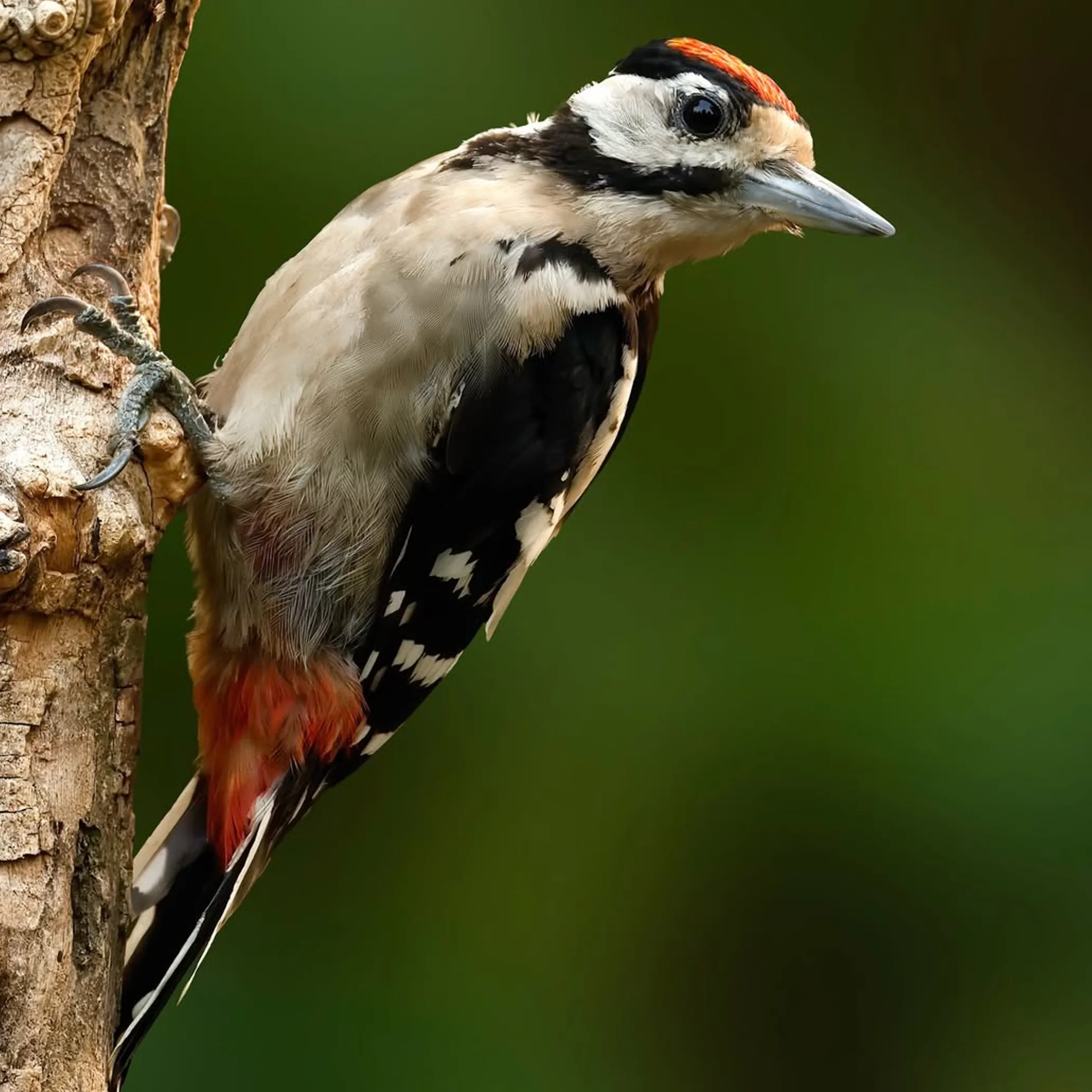 close-up of colorful bird in wetlands