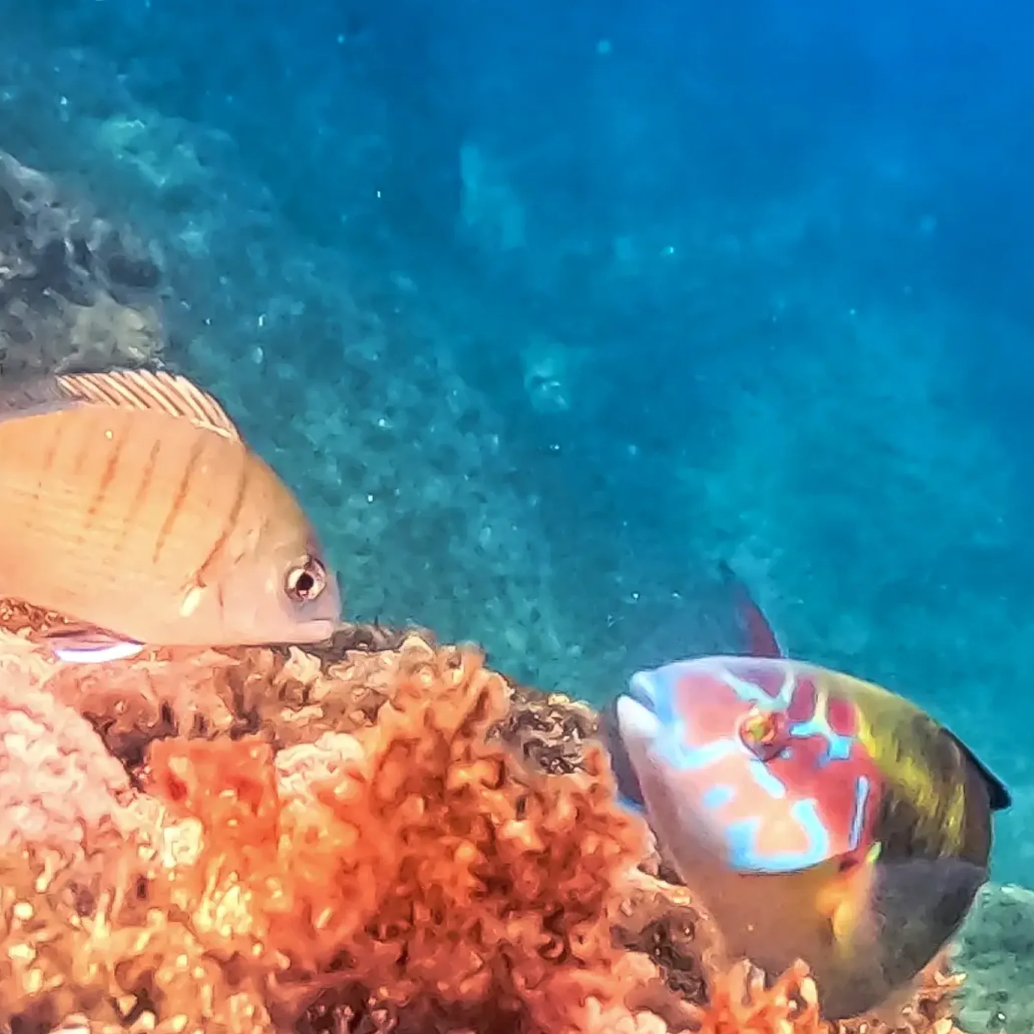 clear underwater coral reef scene