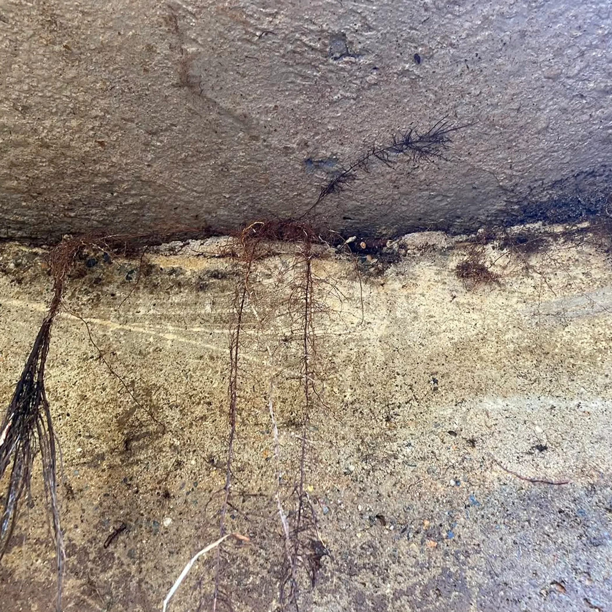contaminated rainwater tank with roots