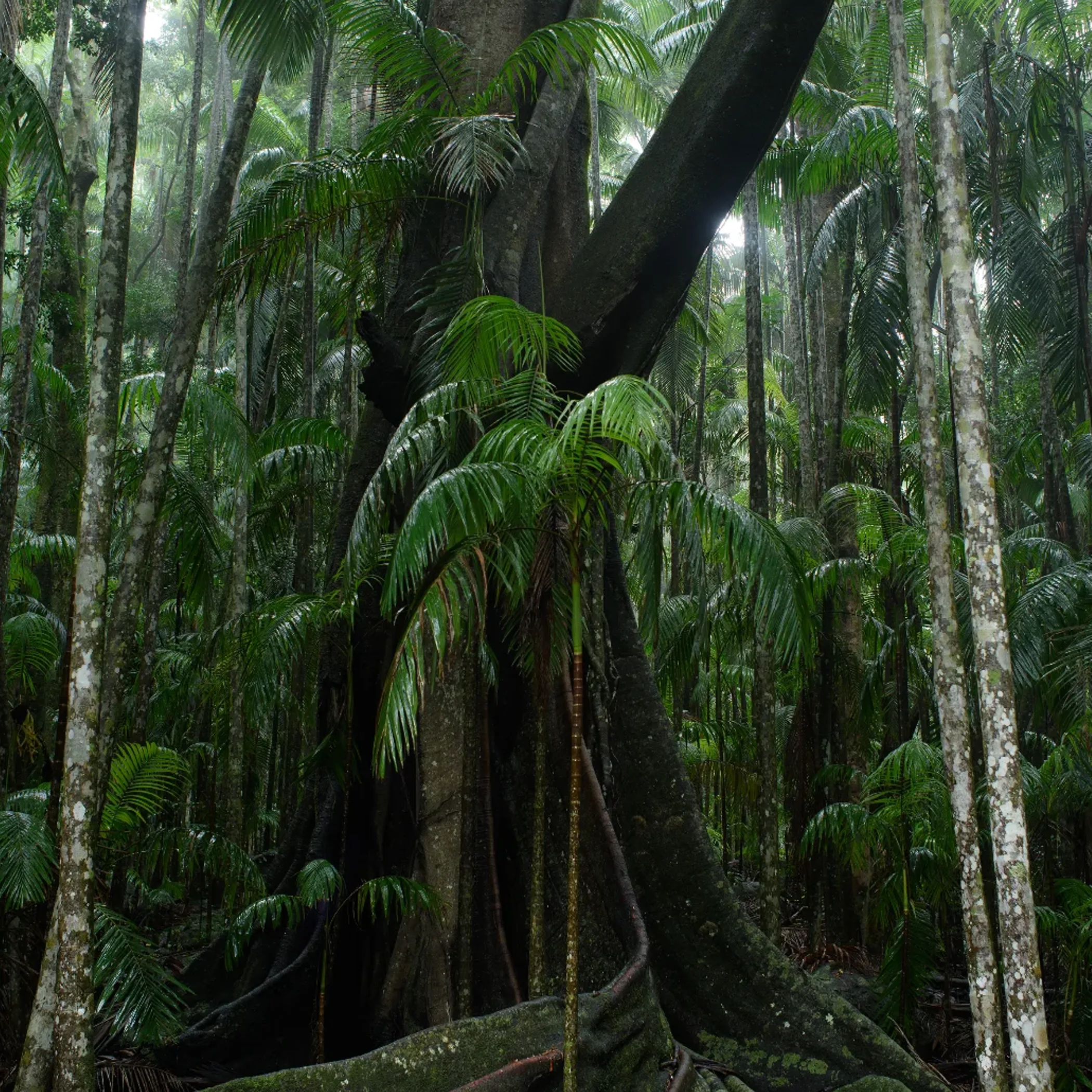 rainforest habitat photograph