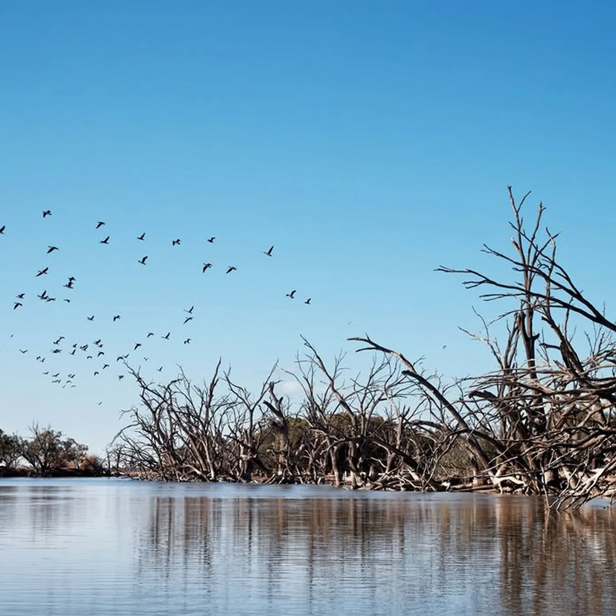 tranquil australian lake scene