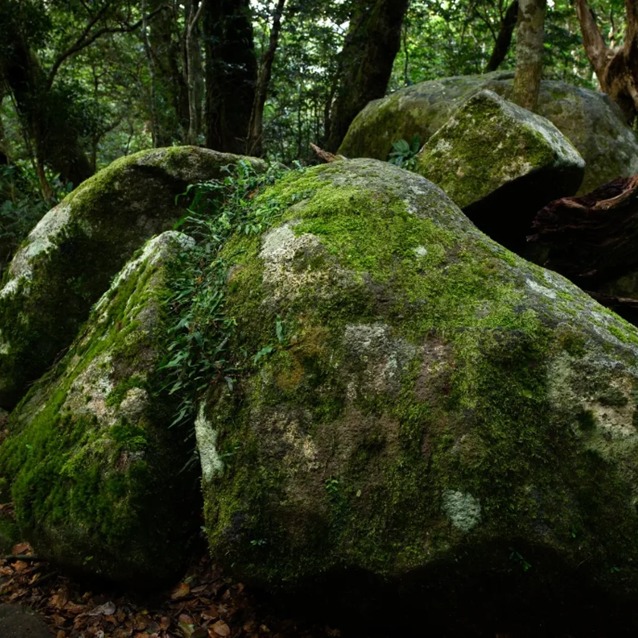 lush queensland rainforest with mossy rocks