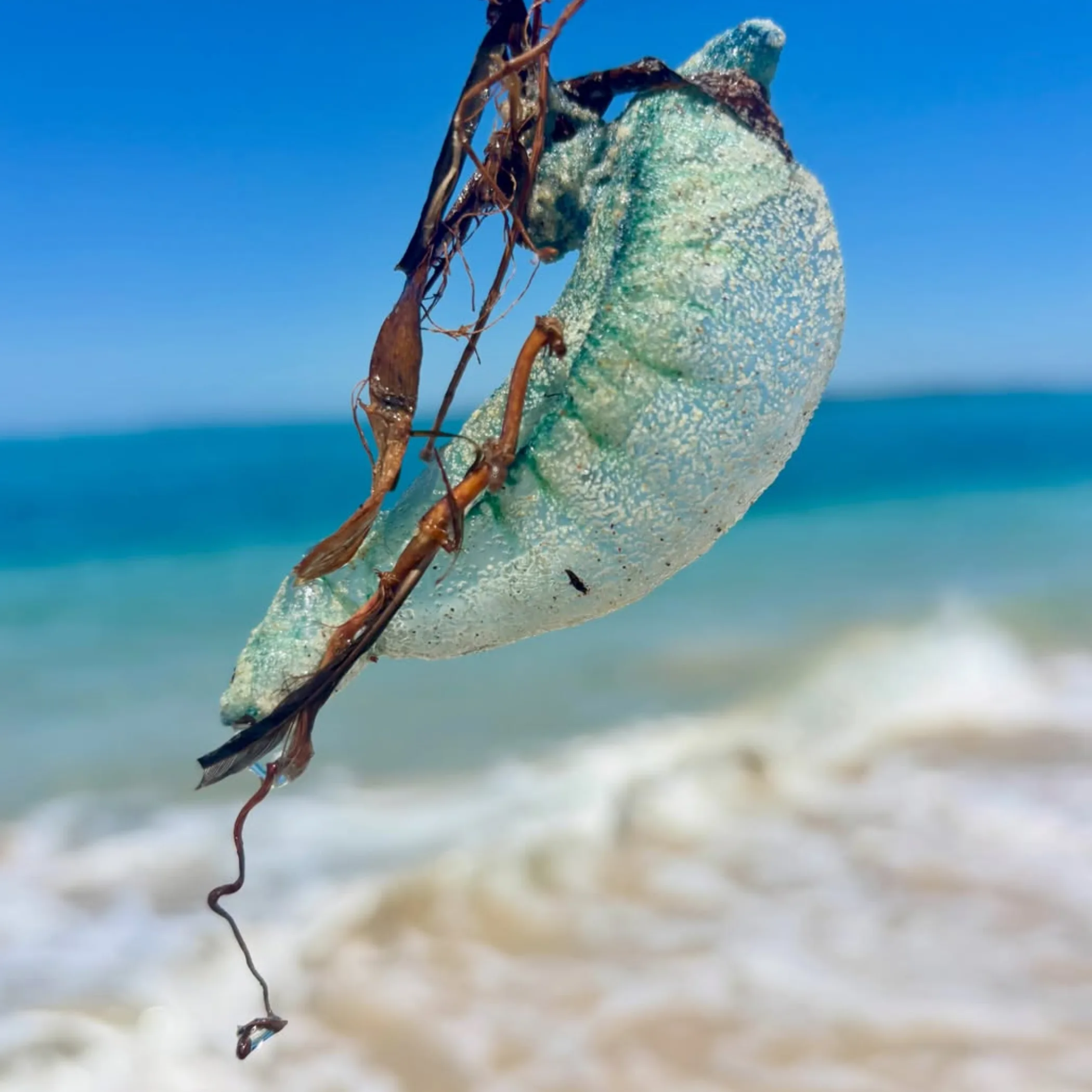 bluebottle on moreton island