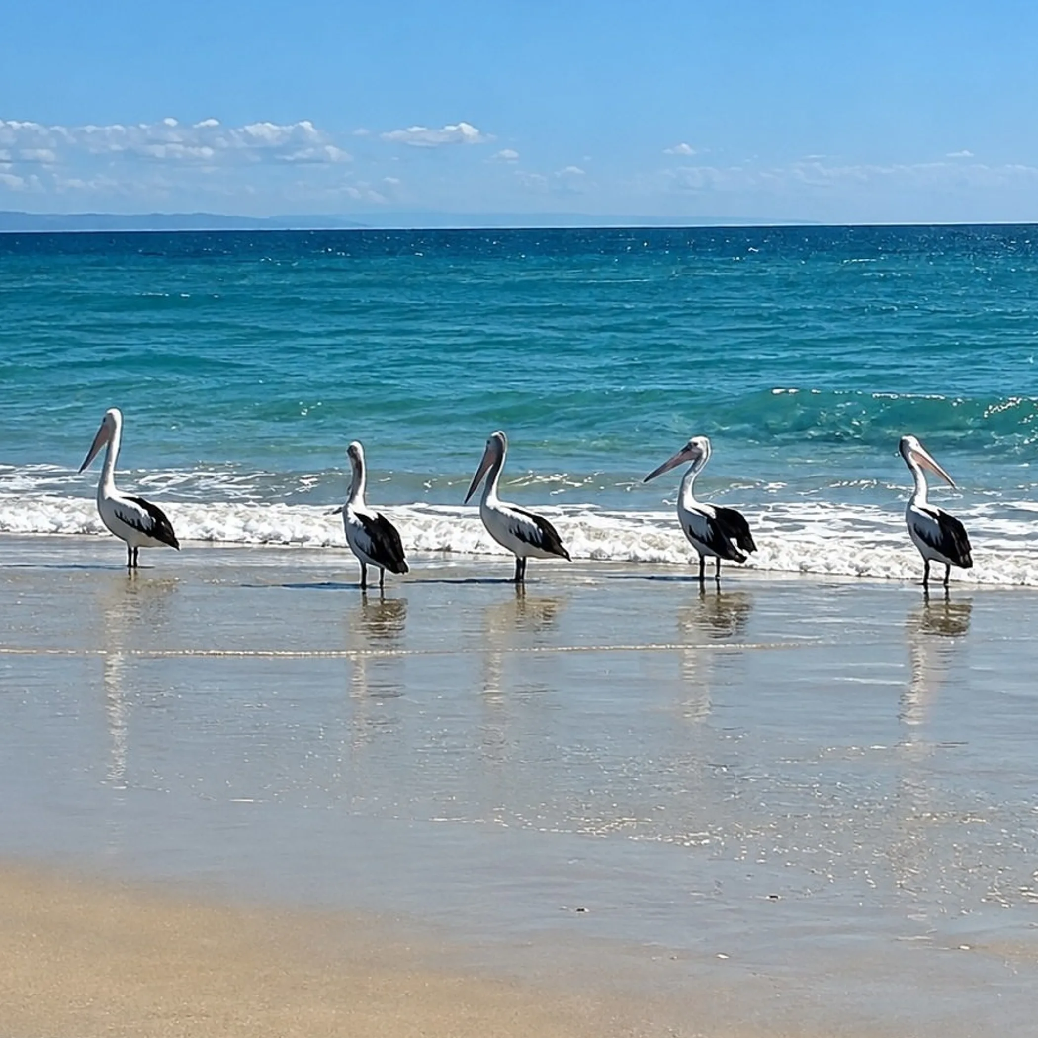 pelicans on moreton island coast