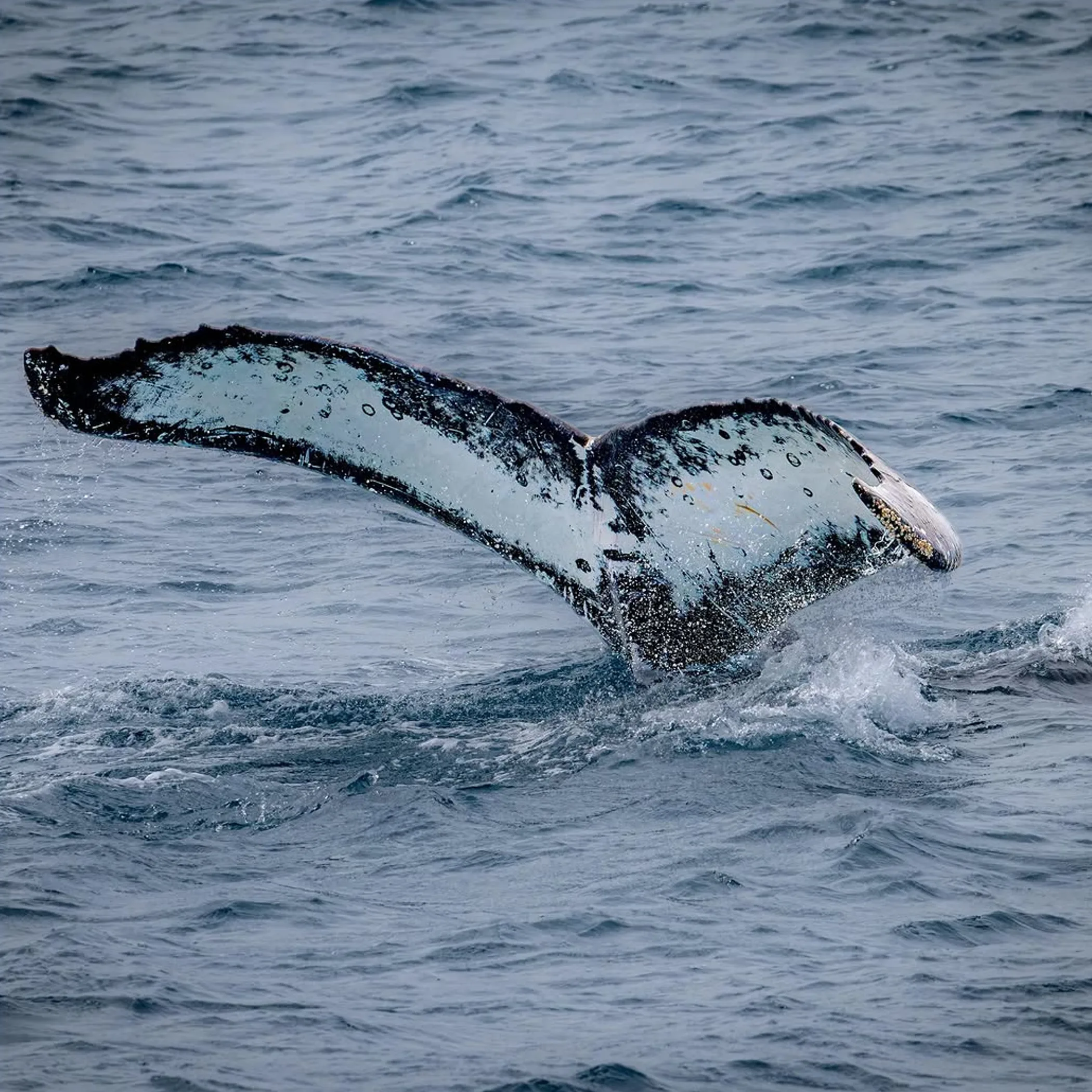 moreton island whale watching
