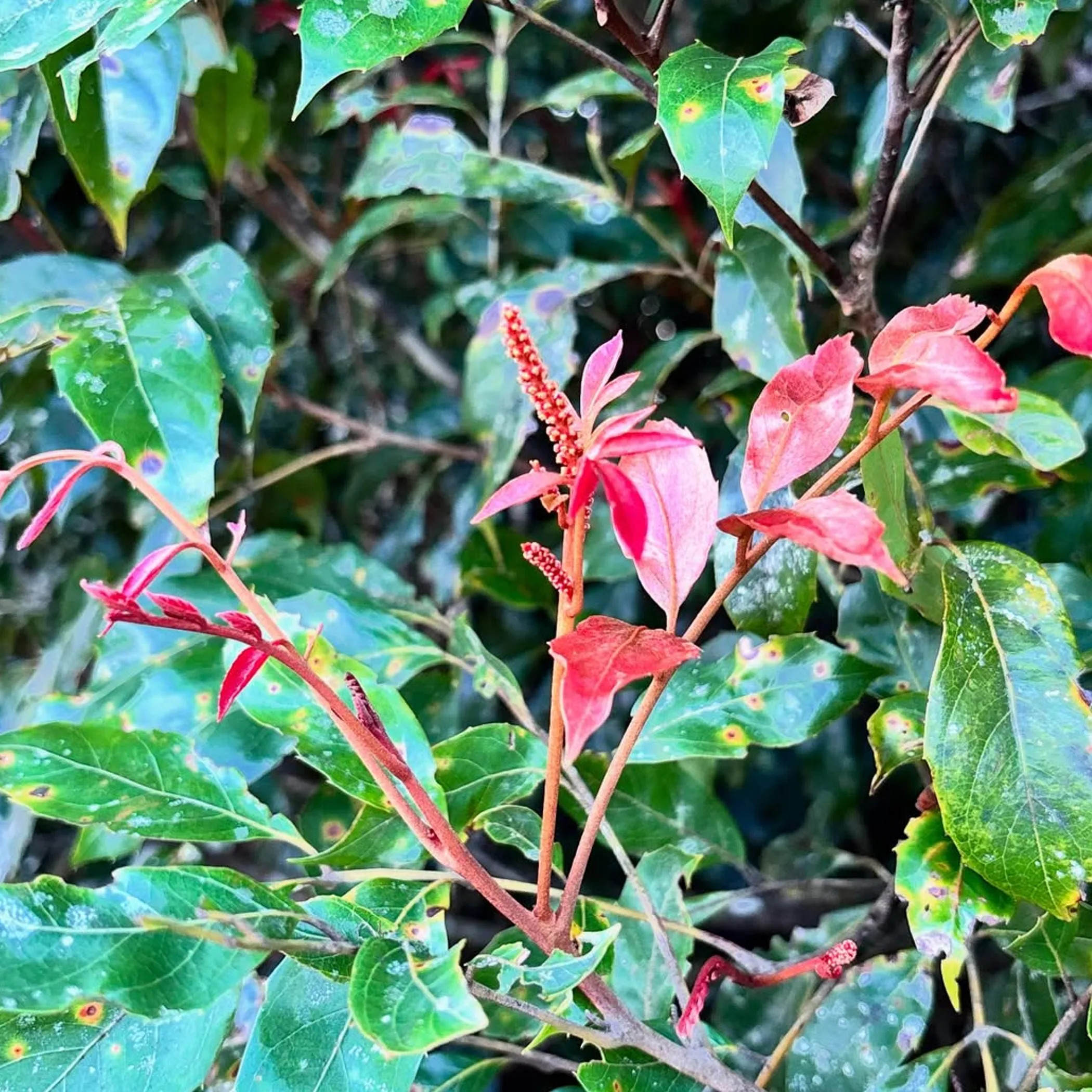 queensland rainforest foliage and pink growth